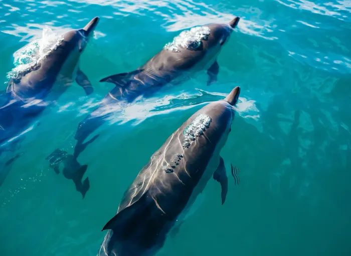 Dolphins swimming Dolphins swimming