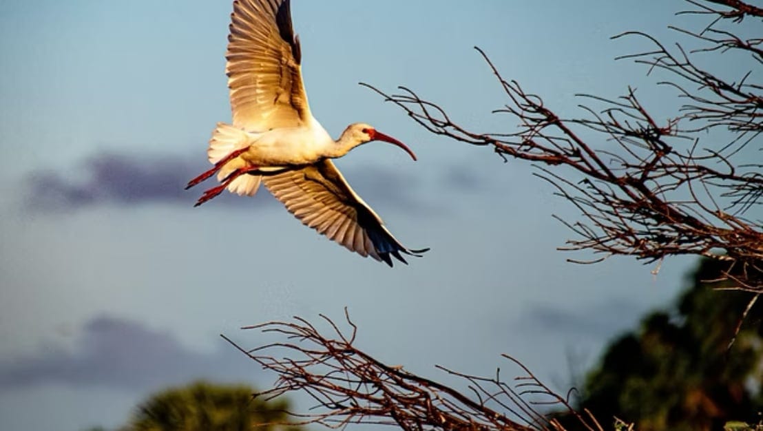 Pelican in Florida Sky